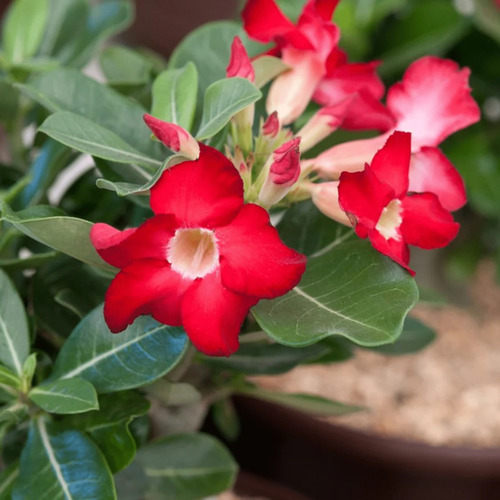 red Adenium obesum flower1.jpg