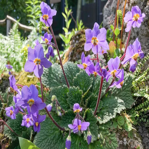 purple Ramonda Myconi flower.jpg