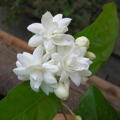 white jasmine flower1.jpg
