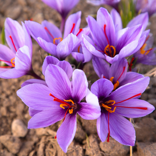 purple Crocus sativus flower2.jpg