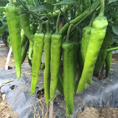green chili vegetable1.jpg