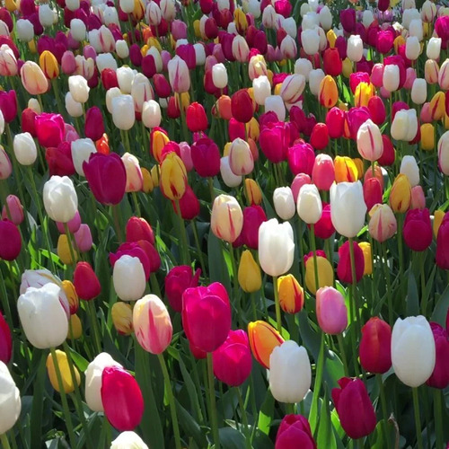 mixed Tulip flower.jpg
