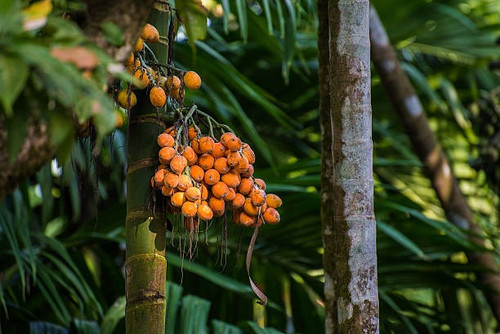 orange arecanut ready for harves.jpg