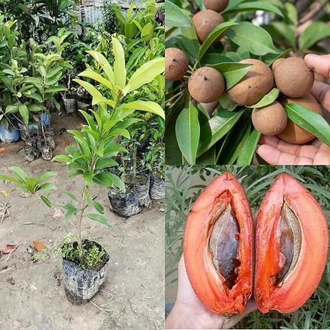 no perennial yes chiku plant thai verity small 1 grow bag original imahcyrmzqzssq8t.jpg