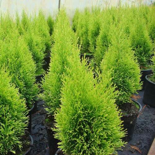 Thuja occidentalis 'Golden Smaragd®'.jpg