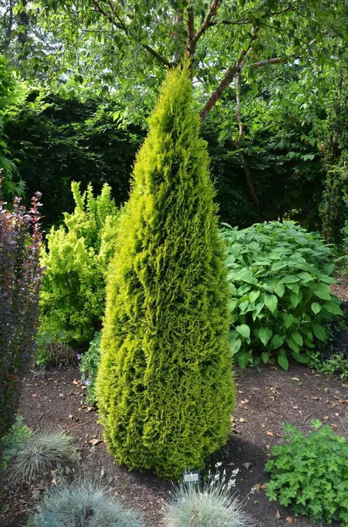 Zerav, túje západní 'Golden Smaragd'.jpg