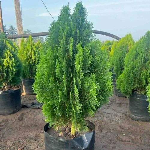 thuja compacta plant 500x500.jpg