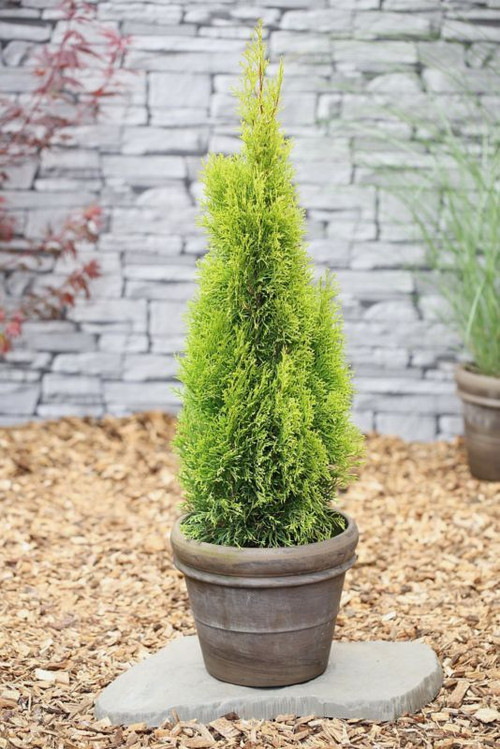 Thuja Żywotnik Golden Smaragd Verve 5 l.jpg