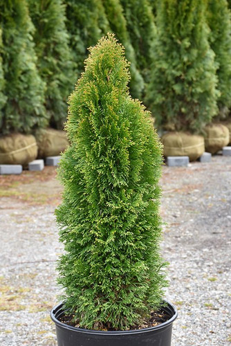 Emerald Petite Arborvitae (Thuja occidentalis 'Thusid4') at Vandermeer Nursery.jpg