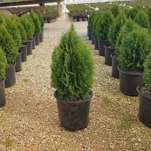 thuja pine plant 500x500.jpg