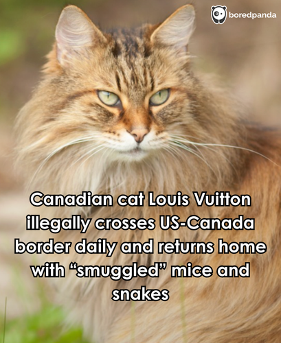 280. A cat named Louis Vuitton has gone viral for illegally crossing the U.S. Canada border on a dai.png