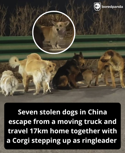 Copy of FB Native Template v5 with circle (2).png