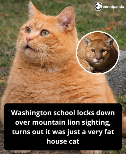278. mountain lion that forces a school lockdown turns out to be a fat cat.png
