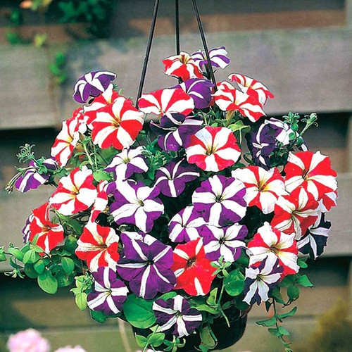 60 petunia flower plant seeds fo.jpg