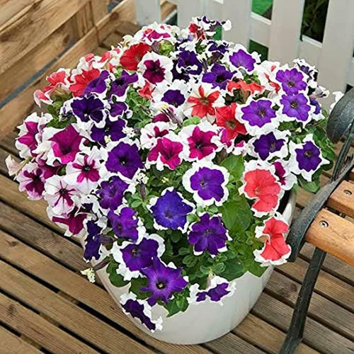 paryavaraan mexican petunia flow.jpg