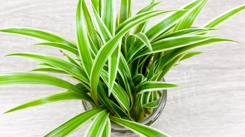 61S6NXGnQ5L. SL1024 .jpg