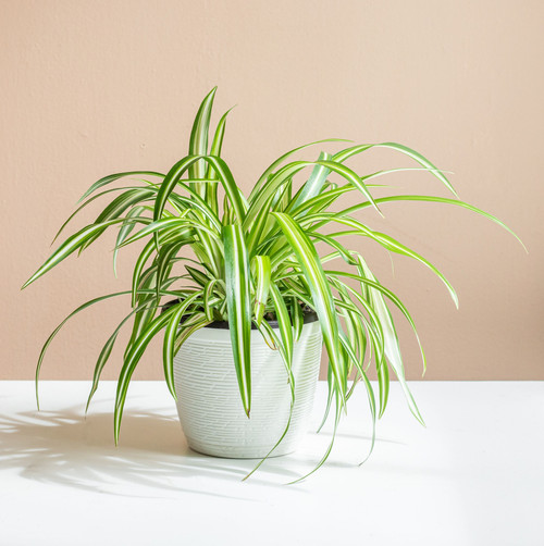 BHG spider plant c0e0fdd5ec6e4c1588998ce3167f6579.jpg