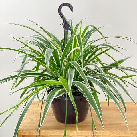 perennial no yes spider plant hybrid pack of 1 1 pot m s nature original imaghmrfgachxsfn.jpg
