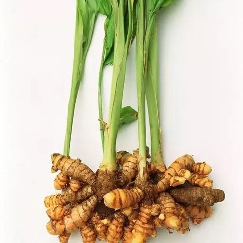 100 turmaric s21 jkfarm original.jpg