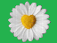 DAISIES.gif