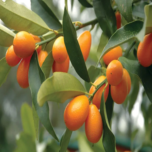 Kumquat fruit1.jpg