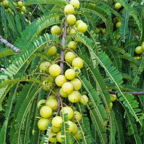 Gooseberry fruit1.jpg