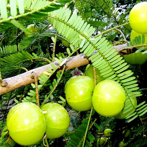 Gooseberry fruit.jpg