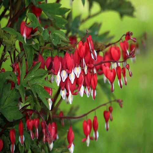 Dicentra spectabilis flower.jpg