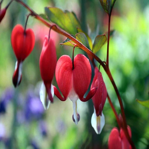 Dicentra spectabilis flower1.jpg