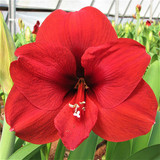 Amaryllis flower.jpg