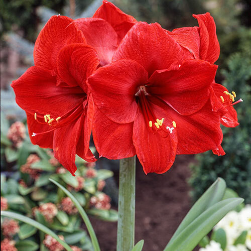 Amaryllis flower1.jpg