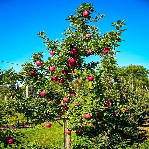 apple tree.jpg