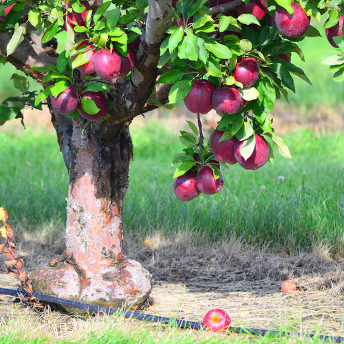 apple tree1.jpg