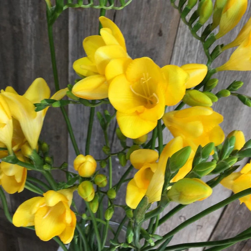 freesia flower.jpg