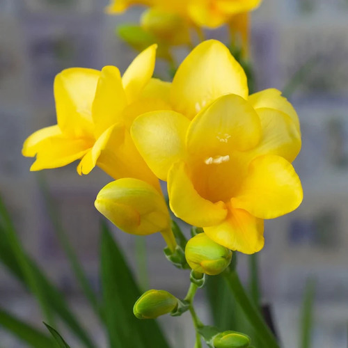freesia flower1.jpg