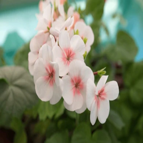 Geranium flower1.jpg