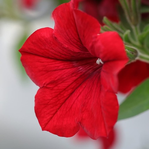 Petunia flower.jpg