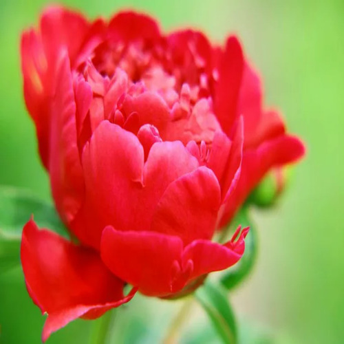 Peony flower1.jpg