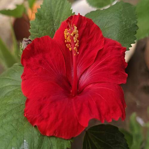 Red Hibiscus Flower A bright red hibiscus in full bloom with lush green leaves, symbolizing tropical.jpg