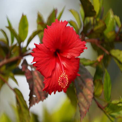 The vibrant red colour hibiscus flower is very beautiful and gorgeous. It is a tropical flower. It h.jpg
