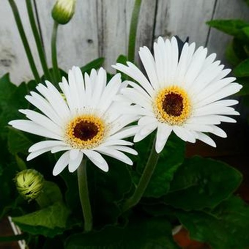 Gerbera flower1.jpg