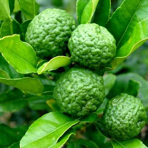 kaffir lime fruit.jpg