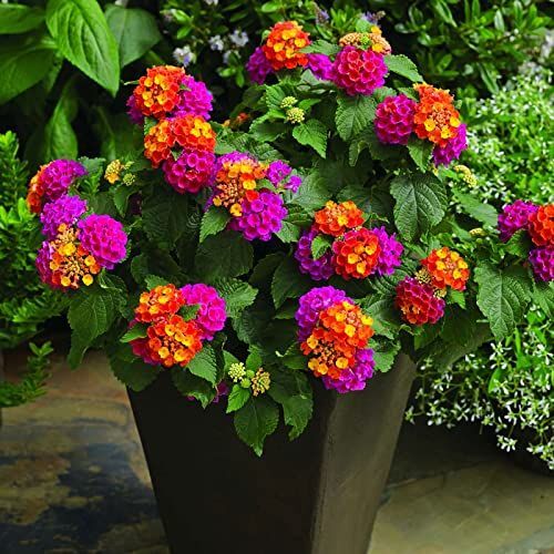 Lantana flower1.jpg