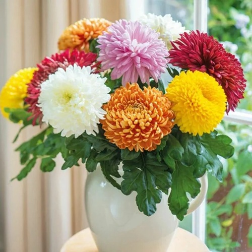 Chrysanthemum flower.jpg