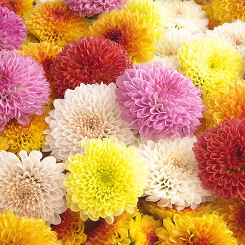 Chrysanthemum flower1.jpg