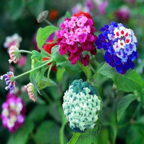 Lantana flower.jpg