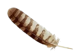 feather.png
