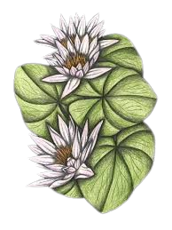 water lily.png