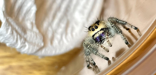 Eunice 1 Banner 2.jpg