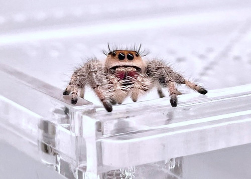 spooder on house.jpg